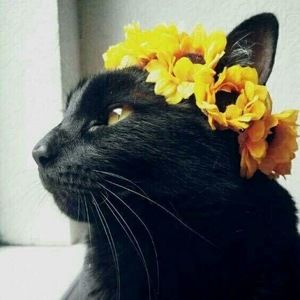 Meet your Posher, Abigail